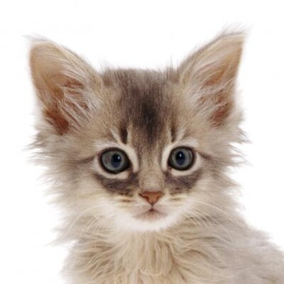 3D magnetka Kitten (Mačiatko)