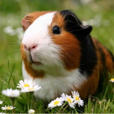 3D magnetka Guinea pig (Morča)