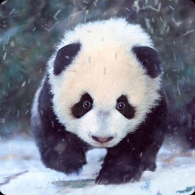3D magnetka Panda max