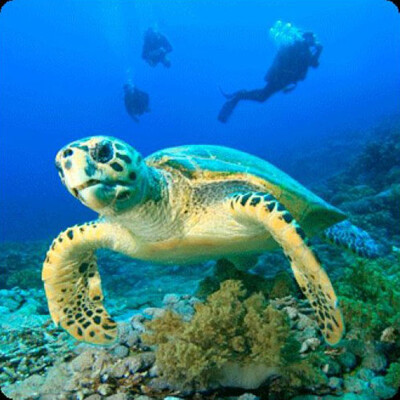 3D magnetka Turtle max (Korytnačka)