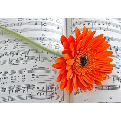 3D pohľadnica Gerbera No.01
