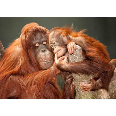 3D pohľadnica Orangutan