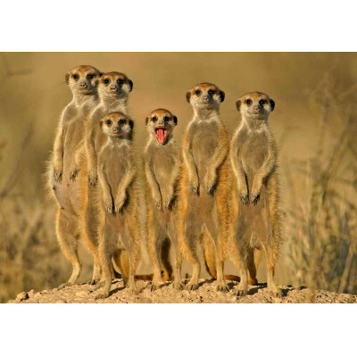 3D pohľadnica Meerkat Family (Surikaty)