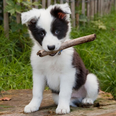 3D magnet Border Collie