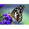 3D postcard Butterfly (Butterfly on flower)