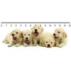 3D pravítko DEEP Retriever puppies (Šteniatka)