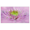 pohľadnica Dahlia