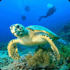 3D magnetka Turtle max (Korytnačka)