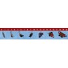 3D pravítko Pupa to Butterfly