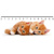 3D ruler DEEP Two ginger kittens