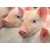 3D postcard Baby Pigs