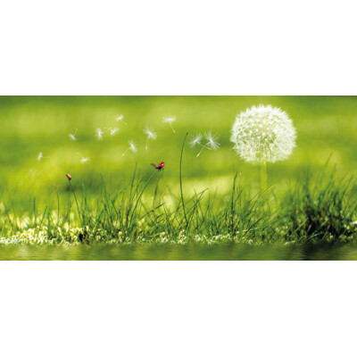 Greeting opening card (dandelion)