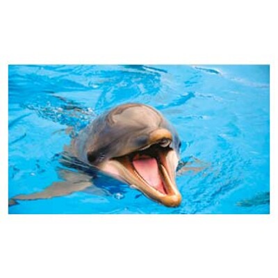 postcard Smejko (Smiley)