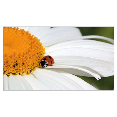 postcard Ľúbi, neľúbi ... (Loves, does not love ...)