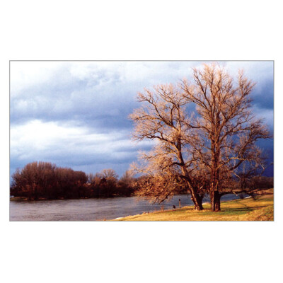 postcard Strom (Tree)