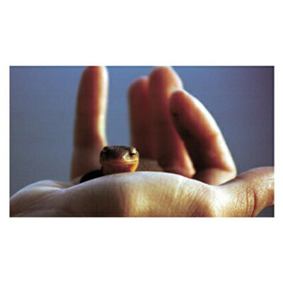 postcard Na dlani ... (On a hand ... )