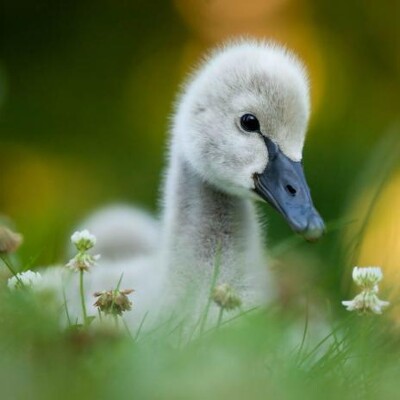 3D magnet Black swan