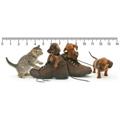 3D ruler DEEP Shoe party