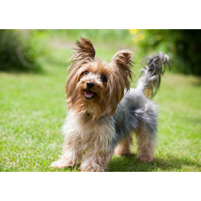 3D postcard Yorkshire