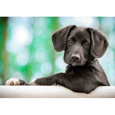 3D postcard Model Puppy