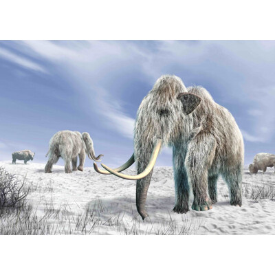 3D postcard Mammuthus primigenius (Woolly mammoth)