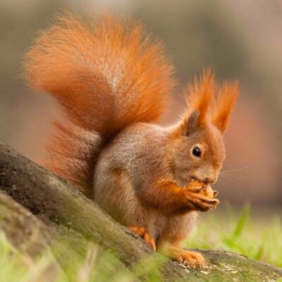 3D postcard (square) Squirrel