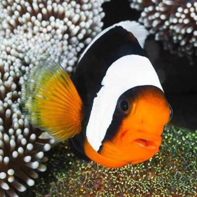 3D postcard (square) Clownfish