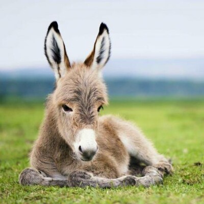 3D postcard (square) Donkey