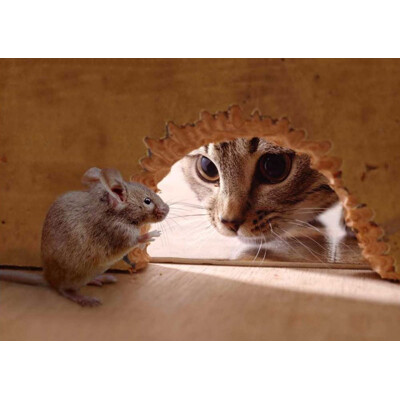 3D postcard Catch me if you can