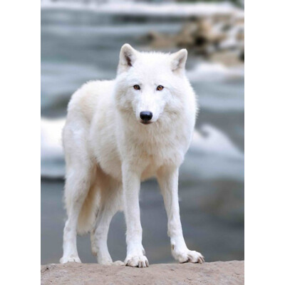 3D postcard Arctic Wolf