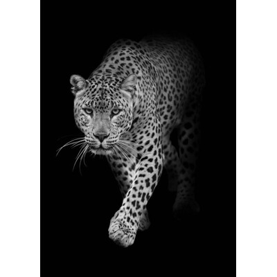 3D postcard Leopard B&W