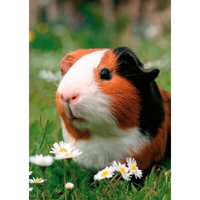 3D postcard Guinea Pig