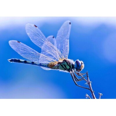 3D postcard Dragonfly