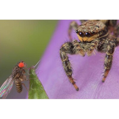 3D postcard Eye to Eye