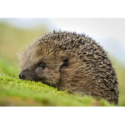 3D postcard Hedgehog