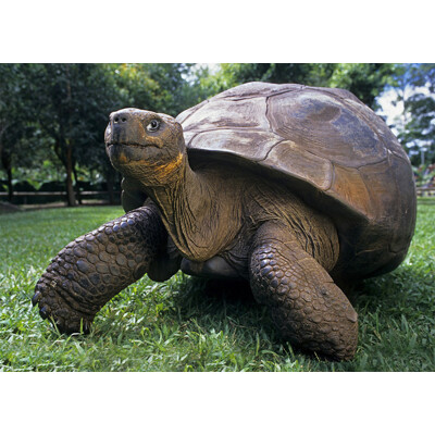 3D postcard Tortois