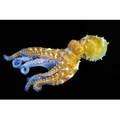 3D postcard Octopus