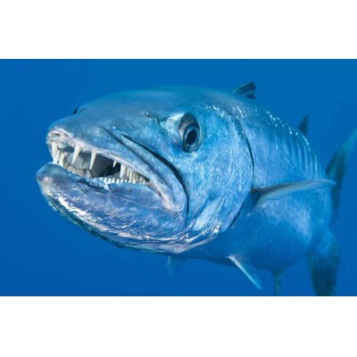 3D postcard Barracuda