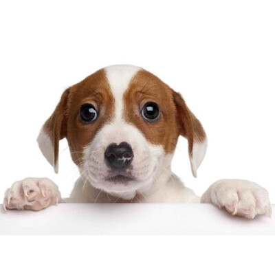 3D postcard Jack Russell