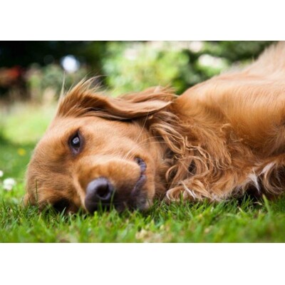 3D postcard Smiling Dog
