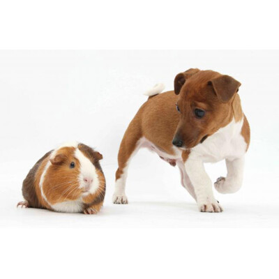 3D postcard Terrier pup and Guinea pig
