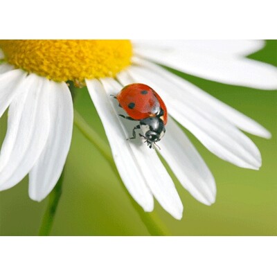 3D postcard Ladybug on an Ox-eye Daisy Flower