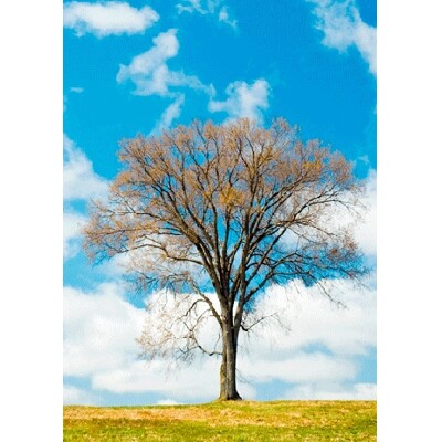 3D postcard Four season