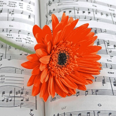 3D mouse pad - Gerbera