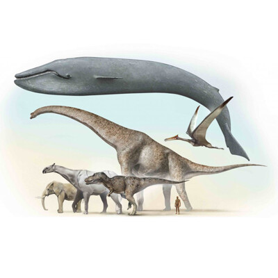 3D postcard Largest animals on Earth