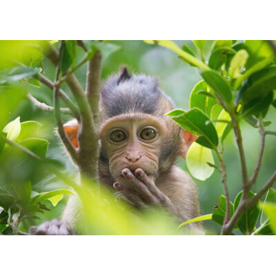 3D postcard Pardon me (Small ape)