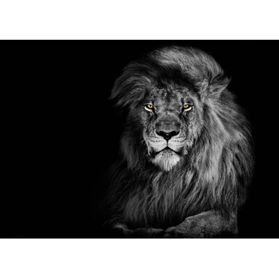 3D postcard Lion B&W