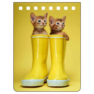 A7 notebook ABISSINIANS (Kittens) (Kittens)