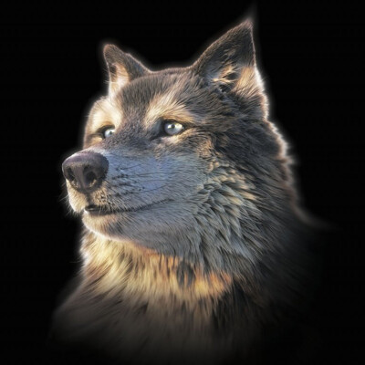 3D postcard (square) WOLF selfie