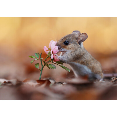 3D postcard Flower mouse